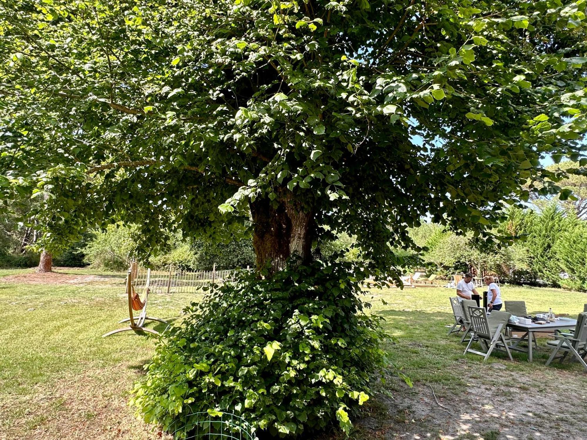Maison Magnolia Onesse-et-Laharie ภายนอก รูปภาพ